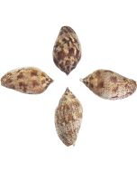 4157 - Brown Line Volute 2.5-3"