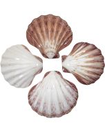 4181 - Lion's Paw Scallop Polished 5-7"