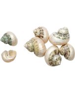 4201 - Little Burnt Turbo Banded 1.25-1.75"