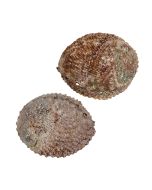 4427 - Pink Abalone 5-6"