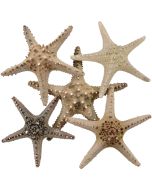 901106 - Longspine Starfish 6-8"