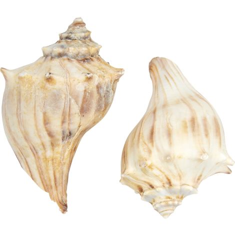 置物 atrantic whelk shell 3618.jpg