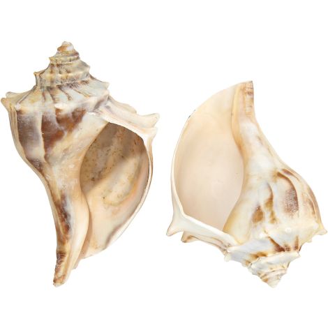 Atlantic Whelk 4-5
